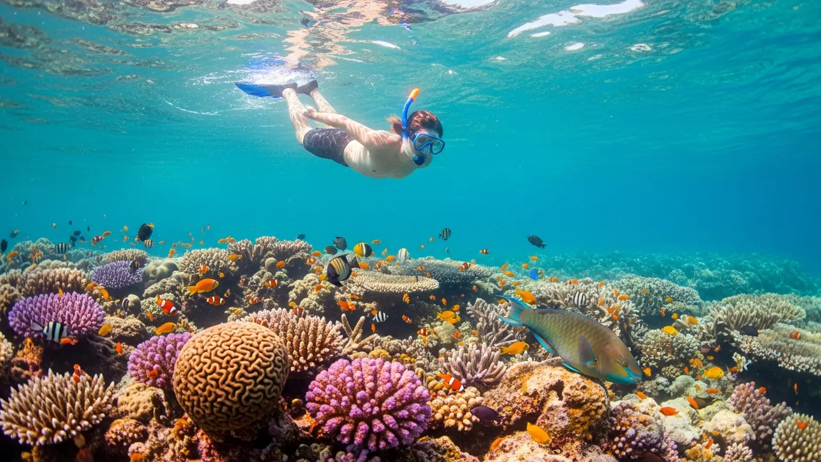 Bali Snorkeling Trip — an independent snorkeling guide